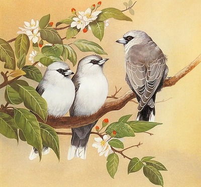 Птичья азбука в веселых стихах для детей